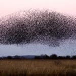 a large flock of birds flying over a field
